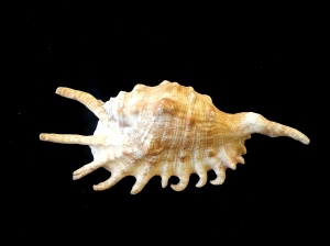千足蜘蛛螺  (Lambis millepeda)
