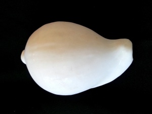 海兔螺 (Ovula ovum)