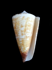 刺繡芋螺 (Conus thalassiarchus)