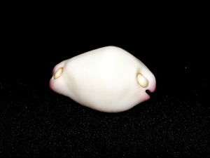 玉兔螺 (Calpurnus verrucosus)