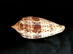 長芋螺 (Conus australis)