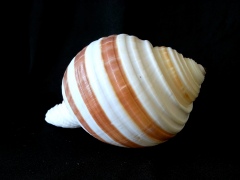 褐帶鶉螺 (Tonna sulcosa)