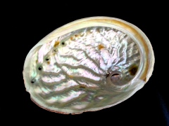 旋風黑鮑螺 (Haliotis rubra conicopora)