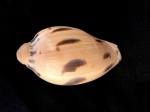 斑點椰子渦螺 (Melo melo)