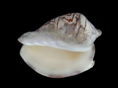 舞袖渦螺 (Cymbiola nobilis)