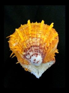 黃金海菊蛤 (Spondylus versicolor)