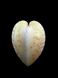 半心雞心蛤 (Lunulicardia hemicardia)