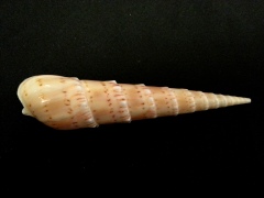 花牙筍螺 (Terebra crenulata)