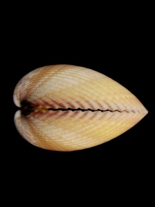 長鳥尾蛤 (Vasticardium elongatum)
