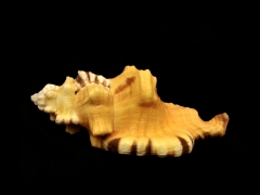 象鼻法螺 (Cymatium lotorium)