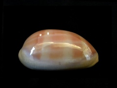 紫口寶螺 (Cypraea carneola)