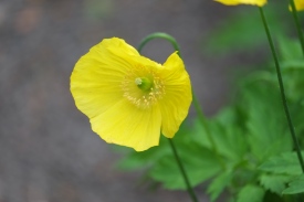 Meconopsis cambrica 'Welsh Poppy'