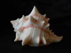 紅甘藍骨螺 (Phyllonotus brassica)