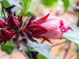 Hibiscus sabdariffa Linn. 'Rozelle'