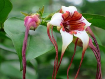 Strophanthus preussii 'Corkscrew Flower'
