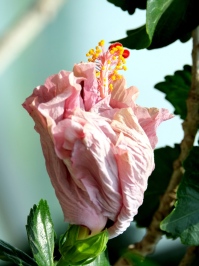 Hibiscus rosa-sinensis 'Dorothy Brady' (Pink)