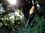 Setaria viridis 'Yellow Bristlegrass'
