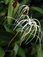 Hymenocallis speciosa 'Green-tinge Spiderlily' 