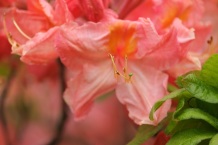 Rhododendron 'Strawberry Ice'