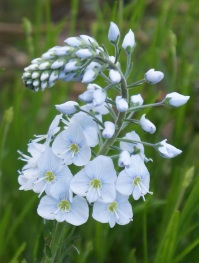 Eremurus himalaicus 'Foxtail Lily'