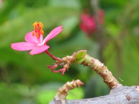 Jatropha pandurifolia 'Violin-leaved nut'