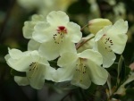 Rhododendron 'Wardii'