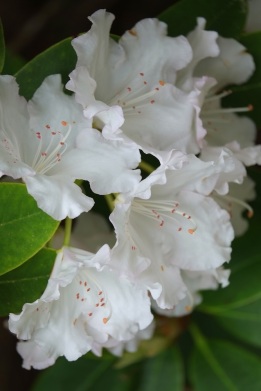 Rhododendron 'Winter Morn'