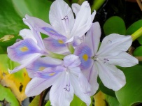 Eichhornia crassipes 'Water Hyacinth'
