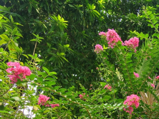 Lagerstroemia indica 'Rose Pink Flower'