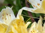 Rhododendron 'Chiffchaff'