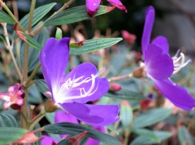 Tibouchina semidecandra 'Princess Flower'