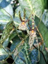 Caladenia 'Spider Orchid'