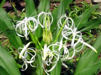 Crinum asiaticum 'Crinum Lily'