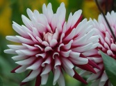Dahlia 'Red and White'