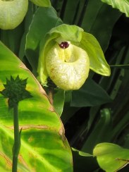 Paphiopedilum malipoense 'Jade Slipper Orchid'