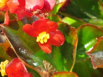 Begonia semperflorens 'Wax Begonia'