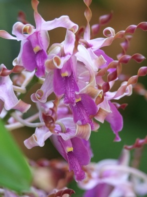 Dendrobium 'Khunying Boonruen'
