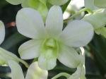 Dendrobium 'Shavin White'