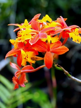 Epidendrum radicans 'Fire-Star Orchid'