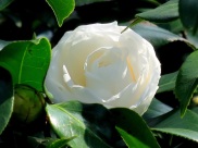 Camellia japonica 'Alba Plena Camellia'