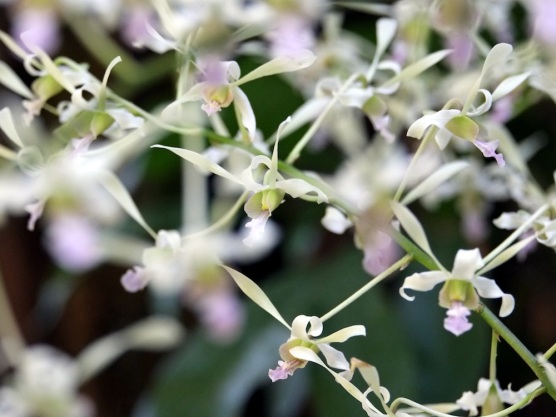 Dendrobium lasianthera hybrid