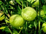 Gomphocarpus physocarpus 'Balloon Cotton-bush'