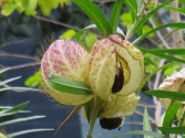 Gomphocarpus physocarpus 'Balloon Cotton-bush'