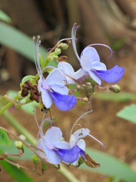 Clerodendrum ugandense 'Blue Butterfly Bush'