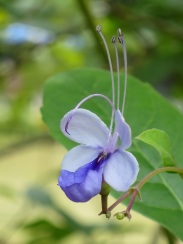 Clerodendrum ugandense 'Blue Butterfly Bush'