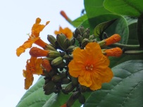 Cordia sebestena aurea 'Aurea' (Orange-Geiger Tree)