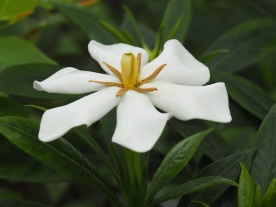 Gardenia jasminoides (Cape Jasmine)