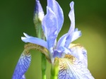 Iris longipetala (Coast Iris)