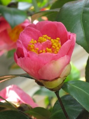 Camellia japonica 'Pink Camellia'