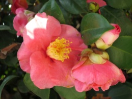 Camellia japonica 'Pink Camellia'